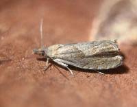 Attēlu rezultāti vaicājumam “Dichrorampha simpliciana”