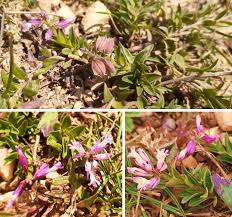 Attēlu rezultāti vaicājumam “Polygalaceae”