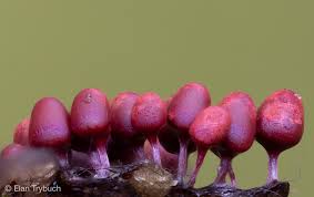 Attēlu rezultāti vaicājumam “Enteridium variabile macro”