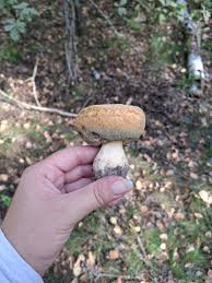 Attēlu rezultāti vaicājumam “Gyroporus cyanescens”