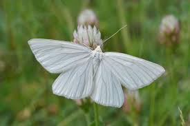 Attēlu rezultāti vaicājumam “Siona lineata”