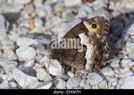 Attēlu rezultāti vaicājumam “Hipparchia alcyone”