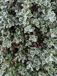 Attēlu rezultāti vaicājumam “Exobasidium uvae-ursi”