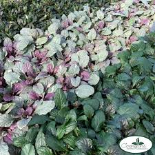 Image result for Ajuga reptans