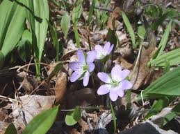 Attēlu rezultāti vaicājumam “Hepatica nobilis bud”