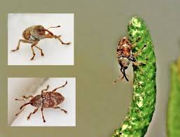 Attēlu rezultāti vaicājumam “Crambus heringiellus”