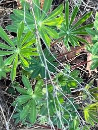 Attēlu rezultāti vaicājumam “Lupinus polyphyllus leaf”