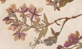 Attēlu rezultāti vaicājumam “Brachypodium sylvaticum flower”