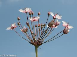 Attēlu rezultāti vaicājumam “Butomus umbellatus bud”