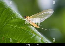 Attēlu rezultāti vaicājumam “Heptagenia sulphurea female”
