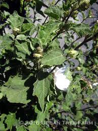 Image result for Lavatera thuringiaca