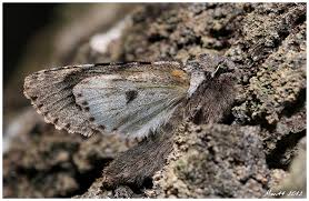 Attēlu rezultāti vaicājumam “Brachionycha nubeculosa”