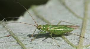 Attēlu rezultāti vaicājumam “Blepharidopterus angulatus”