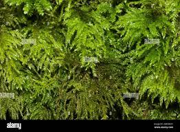 Attēlu rezultāti vaicājumam “Thamnobryum alopecurum”