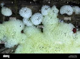 Attēlu rezultāti vaicājumam “Ceratiomyxa fruticulosa”