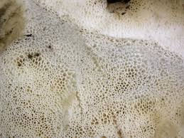 Attēlu rezultāti vaicājumam “Physisporinus vitreus”