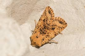 Attēlu rezultāti vaicājumam “Conistra rubiginea”