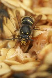 Attēlu rezultāti vaicājumam “Dolichovespula media”