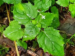 Attēlu rezultāti vaicājumam “Circaea alpina leaf”