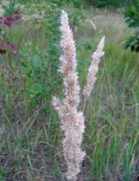 Attēlu rezultāti vaicājumam “Calamagrostis epigeios”