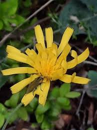 Attēlu rezultāti vaicājumam “Hieracium murorum flower”