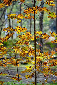 Attēlu rezultāti vaicājumam “Rhytisma acerinum”
