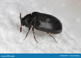 Attēlu rezultāti vaicājumam “Dermestidae”