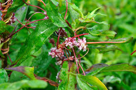 Attēlu rezultāti vaicājumam “Cuscuta europaea flower”