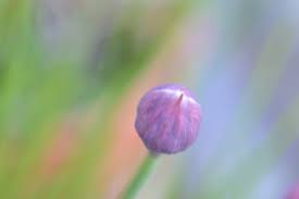 Attēlu rezultāti vaicājumam “Allium schoenoprasum bud”