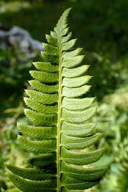 Attēlu rezultāti vaicājumam “Polystichum lonchitis”