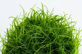 Attēlu rezultāti vaicājumam “Eleocharis acicularis”