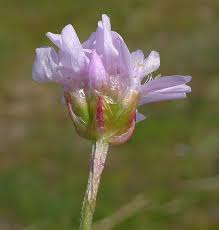 Attēlu rezultāti vaicājumam “Armeria vulgaris bud”