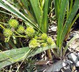 Attēlu rezultāti vaicājumam “Sparganium neglectum”