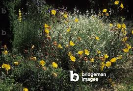 Image result for Oenothera odorata