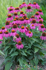Image result for Echinacea purpurea