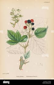 Attēlu rezultāti vaicājumam “Rubus plicatus fruit”