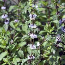 Image result for Menta x piperita