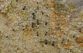 Attēlu rezultāti vaicājumam “Chaenotheca ferruginea”