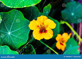 Image result for Tropaeolum minus