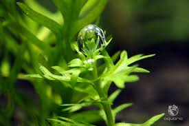 Attēlu rezultāti vaicājumam “Hottonia palustris”