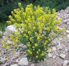 Attēlu rezultāti vaicājumam “Barbarea vulgaris subsp. arcuata flower”