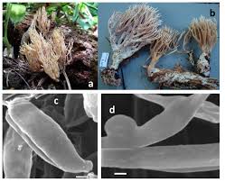 Attēlu rezultāti vaicājumam “Lentaria”