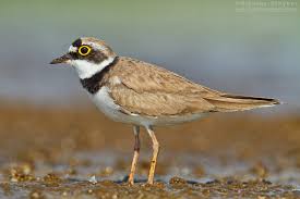 Attēlu rezultāti vaicājumam “Charadrius dubius”