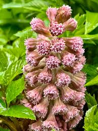 Attēlu rezultāti vaicājumam “Petasites hybridus”