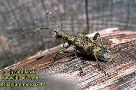 Attēlu rezultāti vaicājumam “Rhagium mordax”