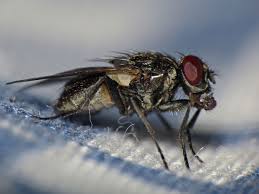 Attēlu rezultāti vaicājumam “Musca domestica”