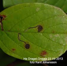 Attēlu rezultāti vaicājumam “Bucculatrix rhamniella”