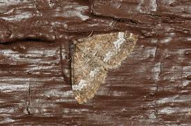 Attēlu rezultāti vaicājumam “Perizoma affinitata”