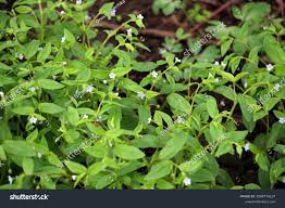 Attēlu rezultāti vaicājumam “Myosotis sparsiflora”