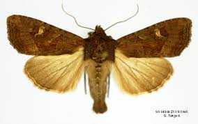 Attēlu rezultāti vaicājumam “Celaena leucostigma”